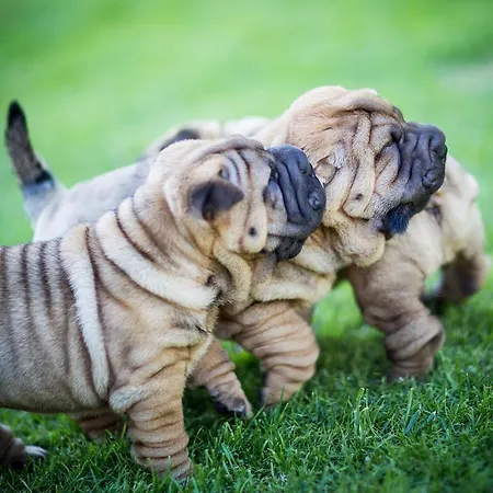 Camping Center Garden