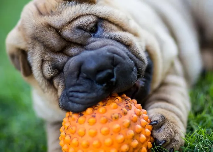 City Center Garden Camping Reval