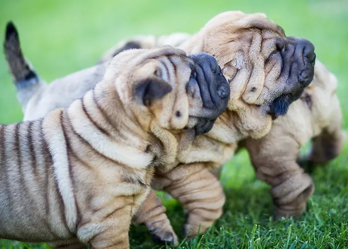 Parque de Campismo Center Garden