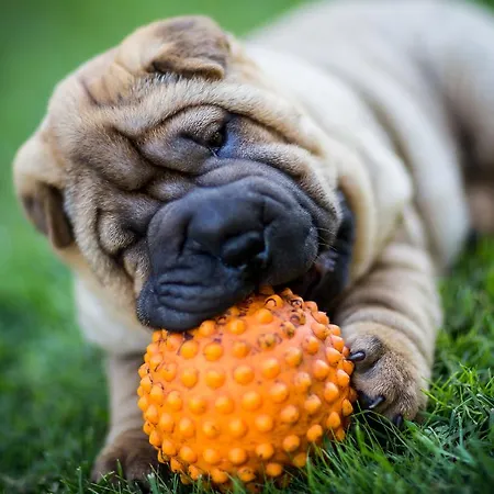 シティー センター ガーデン キャンピング タリン