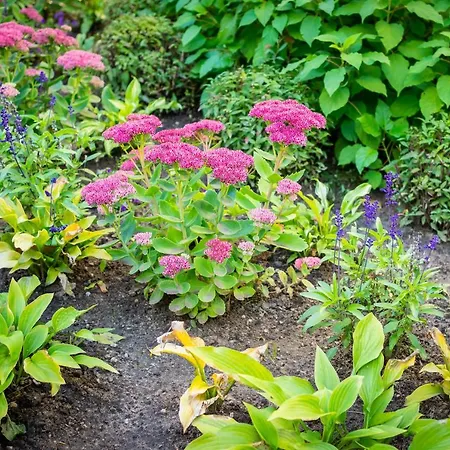 City Center Garden Camping